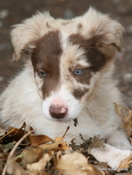 Fizz x Ben pup 2, red and white border collie puppy